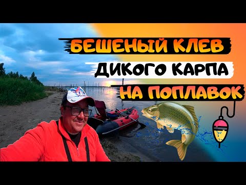 Видео: Ловля дикого КАРПА на ПОПЛАВОК. Как ловить КАРПА. Бешеный клев. карпфишинг 2021.  fishing.