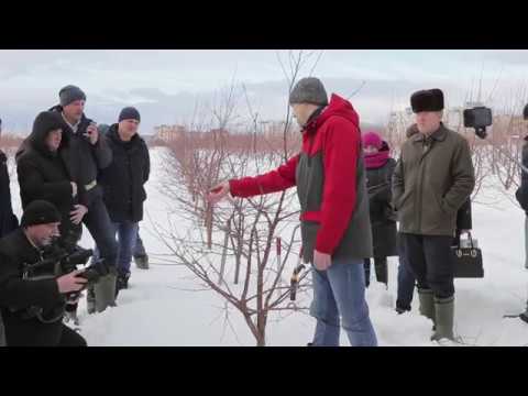 Видео: Обрезка вишни и черешни 2019 (мастер-класс).