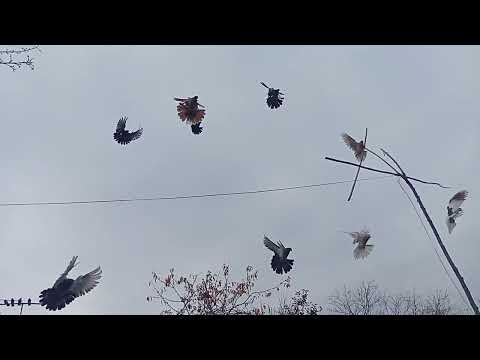 Видео: 7 ноября 2025 г.