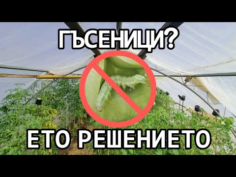 Видео: Permaculture gardening - Естествен начин за справяне с гъсениците!