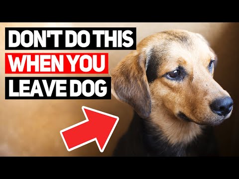 Видео: Не совершайте эту ужасную ошибку, оставляя собаку
