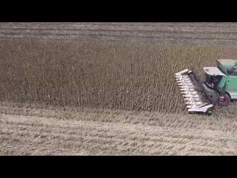 Видео: Демо жътва на "Златекс" и Тимак Агро България
