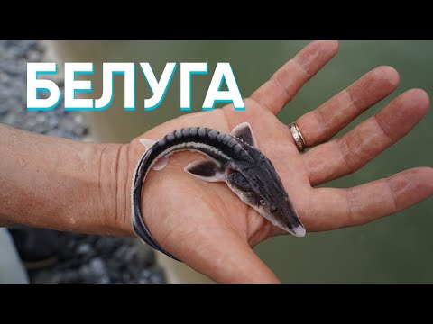 Видео: Запустил 20 особей белуги на передержку. Зачем запускать белугу в пруд?