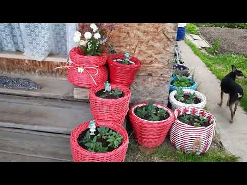 Видео: 2 июня, общий обзор кашпо с цветами.