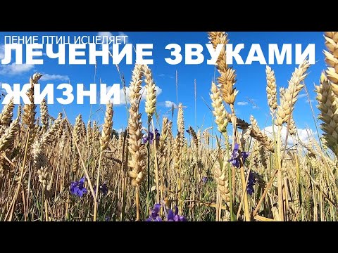 Видео: ЗВУКИ ДЕРЕВНИ ДАРЯТ УМИРОТВОРЕНИЕ И ПОКОЙ.КРАСИВАЯ ПРИРОДА РАДУЕТ СЕРДЦЕ И УСПОКАИВАЕТ НЕРВЫ.