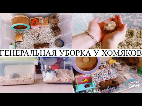 Видео: Меняем клетку хомякам/ генеральная уборка у Ханны и Лизи