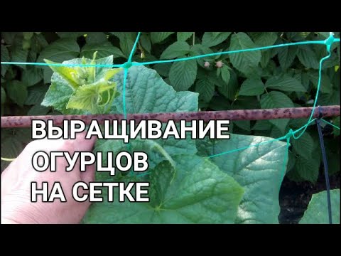 Видео: 👩🏻‍🌾🥒🥒ВЫРАЩИВАНИЕ ОГУРЦОВ В ОТКРЫТОМ ГРУНТЕ. ФОРМИРОВАНИЕ ОГУРЦОВ НА СЕТКЕ. СПРАШИВАЕТЕ - ОТВЕЧАЮ