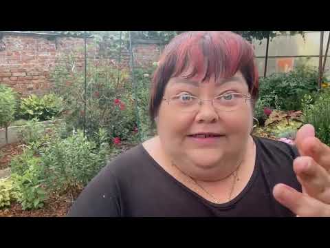 Видео: Нормирование молодых 2 летних гортензий