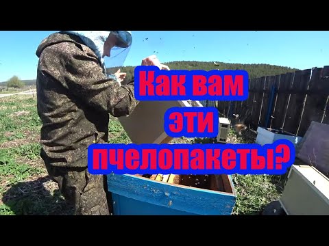 Видео: ПЕРЕСАДКА ПЧЕЛОПАКЕТОВ от А до Я, КУПИЛИ КОТА В МЕШКЕ ИЛИ ПЧЁЛ?