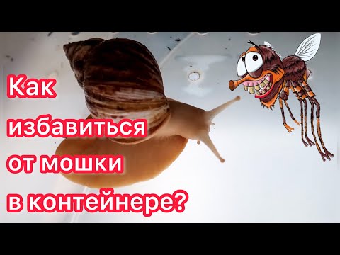 Видео: ЗЛАЯ МОШКА В КОНТЕЙНЕРЕ🪰КАК ИЗБАВИТЬСЯ ОТ МОШКИ?