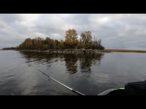 Видео: Осенняя рыбалка на окуня 2020 ( Ладожское озеро )