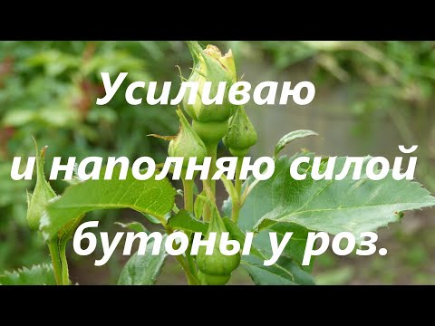 Видео: Усиливаю и наполняю силой бутоны у роз .Мой княжик цветёт !!!