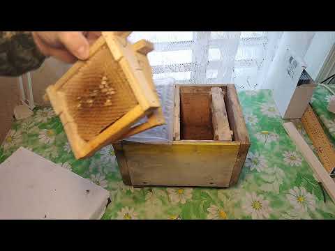 Видео: РАЗМЕРЫ ТРЁХ РАМОЧНОГО НУКЛЕУСА.