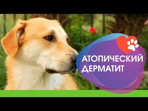 Видео: Эффективные методы лечения атопического дерматита у собак