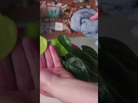 Видео: ФИЛОДЕНДРОН - Идеальное Растение Для Новичков 🌱 #plants #shorts #растения #филодендрон