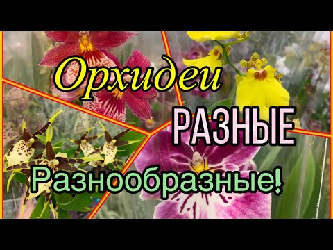 Видео: ОРХИДЕИ РАЗНЫЕ❗️2025❗️Оказалась в нужном месте, в нужное время!