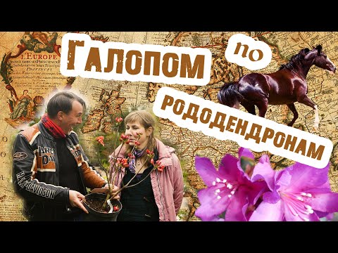 Видео: Рододендроны вечнозелёные, листопадные, полулистопадные, морозостойкие для северных регионов