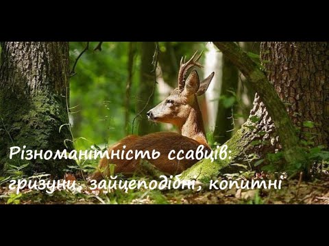 Видео: Ссавці: гризуни, копитні, зайцеподібні