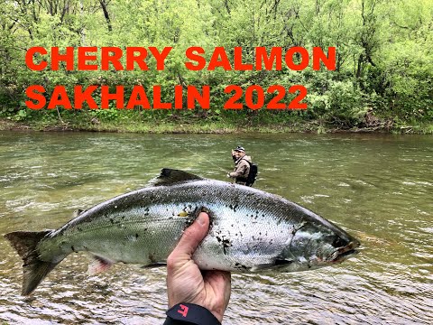 Видео: Сима на резину. Cherry salmon. Рыбалка на Сахалине. 2022