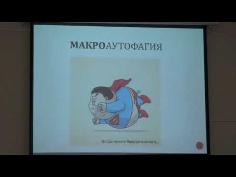 Видео: Лямзаев К. Г. - Структура и функция митохондрий- 7. Аутофагия: виды, участники, механизмы. Митофагия