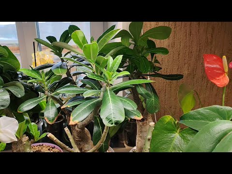 Видео: Мои взрослые адениумы и малыши подростки #adenium #адениум #адениумуход