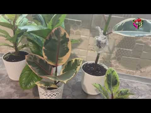 Видео: Способы размножения фикусов Эластика (каучуконосный): укоренение в воде и воздушной отводкой.