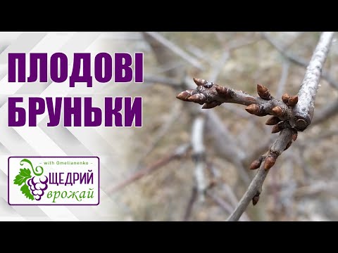 Видео: Плодові бруньки на всіх плодових деревах