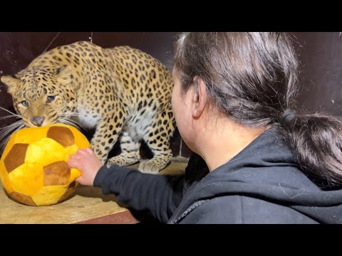 Видео: Леопард Герд Настоящий Мартовский Кот!) Новые Кадры с Земли!)