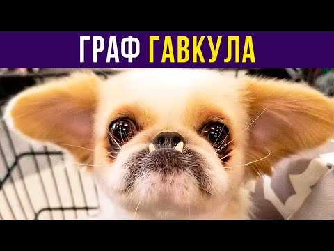 Видео: Граф Гавкула) Приколы с собаками | Мемозг #438