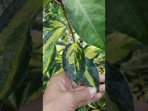 Видео: БЕРЕСКЛЕТ ПАДУБ ЛОХ