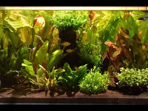 Видео: Интерактивный аквариумный туризм Сезон 3 Выпуск 30(Сад Эхинудорусов)