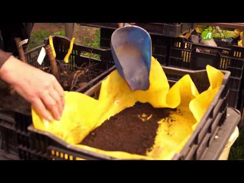 Видео: Когда выкапывать георгины