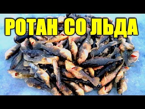 Видео: Как поймать много крупного ротана по первому льду?! Что приготовить из ротана! Ловля ротана зимой.