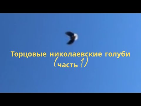 Видео: Торцовые николаевские голуби (часть 1)
