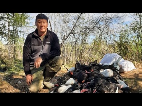 Видео: ОХОТА НА УТОК ВЕСНОЙ КАК ОНА ЕСТЬ НА СЕВЕРЕ.