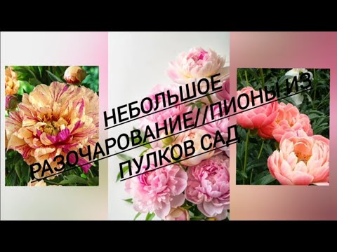 Видео: 172.#Небольшое разочарование//Пионы из Пулков Сад//03.11.24🌺🌺🌺