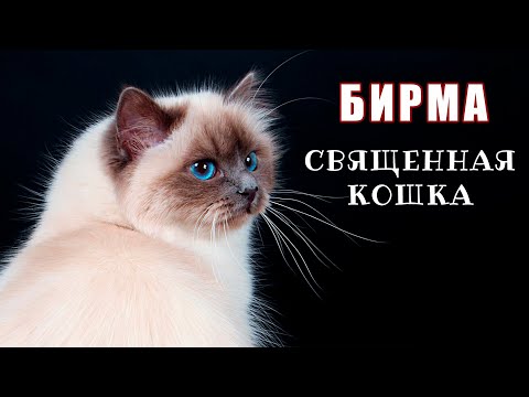 Видео: БИРМАНСКАЯ КОШКА. САМАЯ КРАСИВАЯ ПОРОДА КОШЕК.