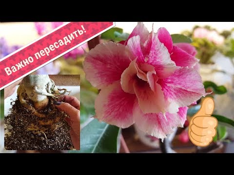 Видео: Замена старого грунта.  И снова прекрасные цветы!