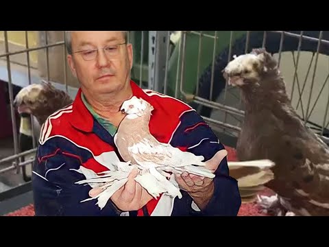 Видео: Гиталовский чин шикарный. Двухчубые голуби. Tauben. Pigeons. Palomas. Pombos. 비둘기. کبوترها. الحمائم.