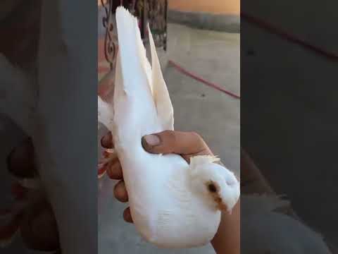 Видео: Узбекистан город Кашкадарья Показываем Двухчубых Узбекских Голубей  по старым кровям таких мало найт