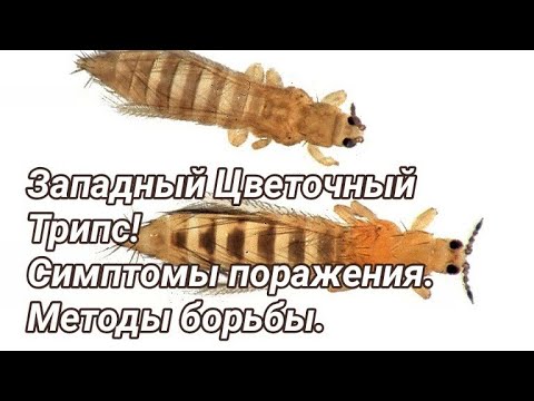 Видео: Трипс. Симптомы и моя схема обработок.