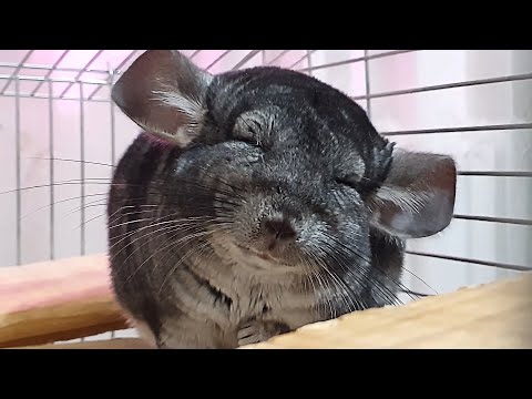 Видео: Игрушки для шиншиллы