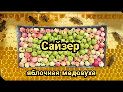 Видео: Рецепт приготовления сайзера или яблочной медовухи. #сидр #медовуха #яблочныйсидр #сайзер #cyser