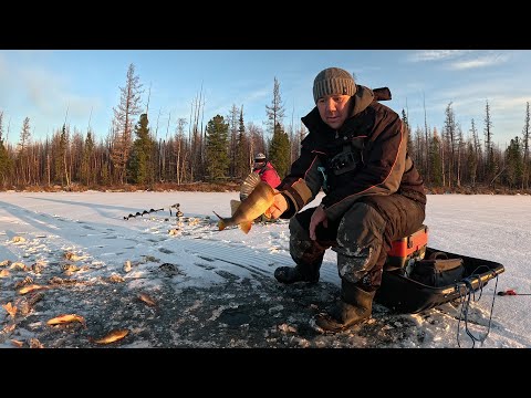 Видео: ПРОДОЛЖАЕМ ПОКОРЯТЬ ПЕРВЫЙ ЛЁД , ЩУКА НА ЖЕРЛИЦЫ , ОКУНЬ НА МОРМЫШКУ. день первый.