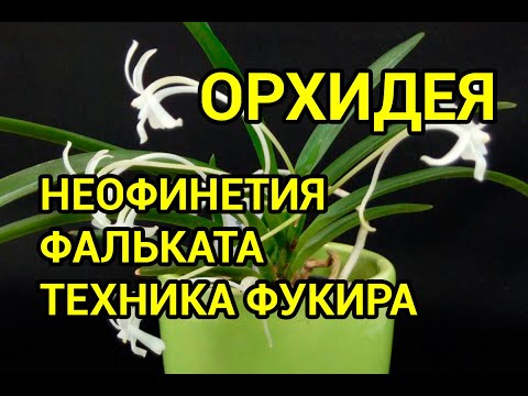 Видео: Неофинетия Фальката (Neofinetia falcata). Посадка японской техникой Фукиран.