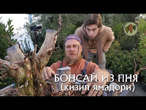 Видео: Можно ли сделать бонсай из пня?  / кизил ямадори  @Studio.Bonsai