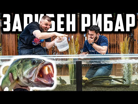 Видео: TWITCH FISHING — НАЙ-ЗАРИБЕНИЯТ РИБАР В БЪЛГАРИЯ
