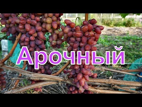 Видео: Виноград Беларуси . Лидчина .Сорт винограда - Арочный.