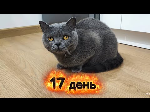 Видео: Кошка первый раз пришла сама на кровать. 