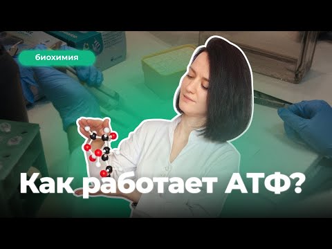 Видео: Как работает АТФ, и почему вы устаете? | Биохимия